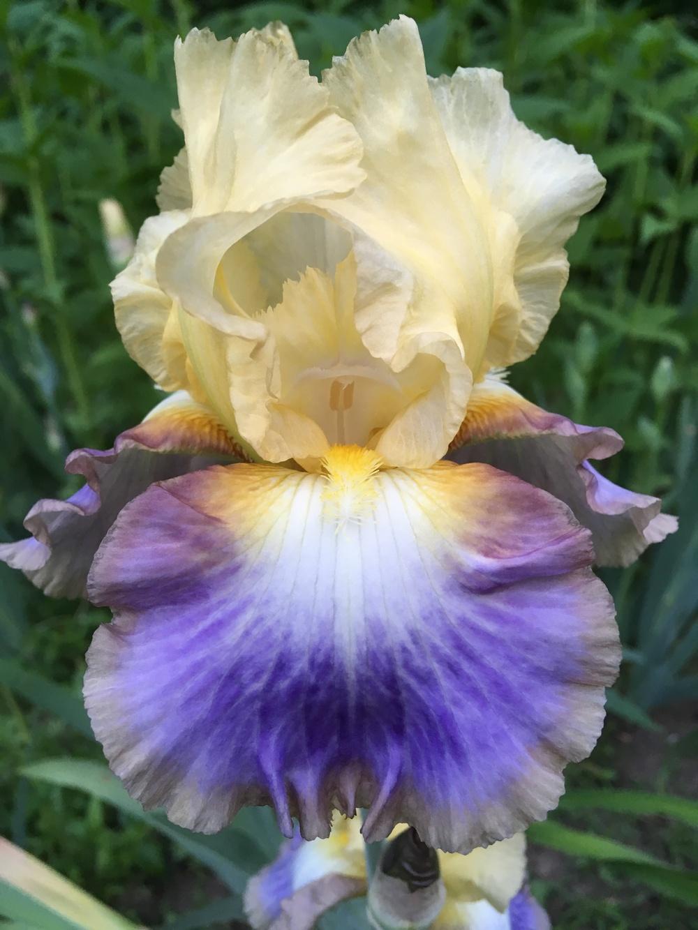 Photo of the bloom of Tall Bearded Iris (Iris 'Definition') posted by
