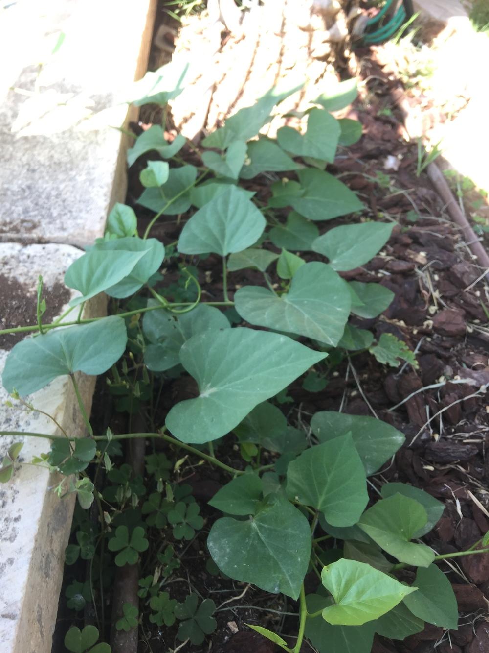 My sweet potato vines are dying? What's wrong? in the Vegetables and