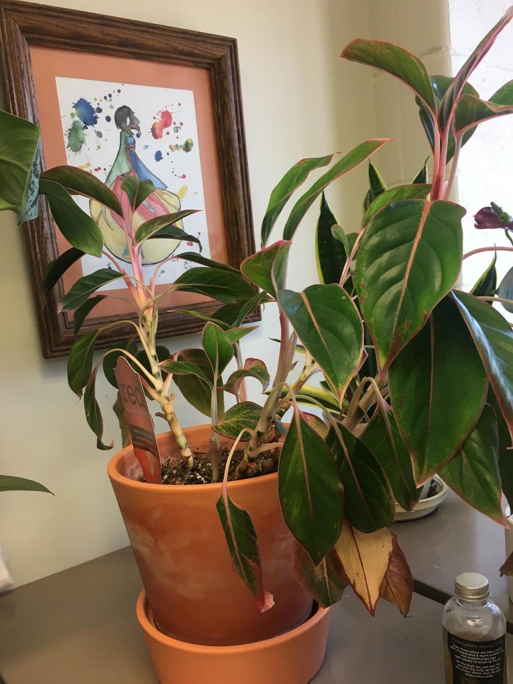 Ask A Question Forum Drooping Red Aglaonema Garden Org