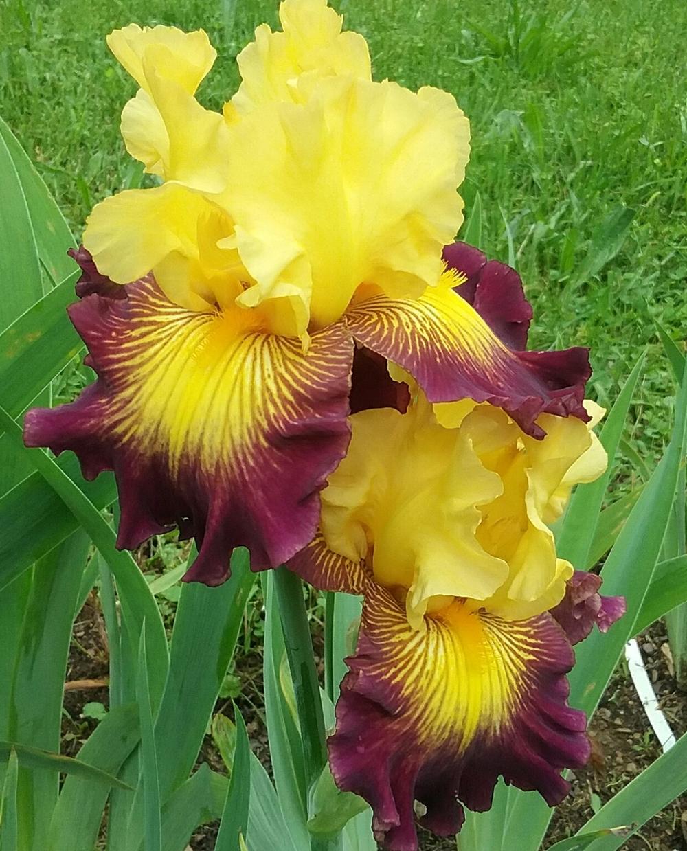 Photo of the bloom of Tall Bearded Iris (Iris 'Snapshot') posted by