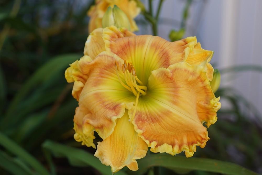 Photo of the bloom of Daylily (Hemerocallis 'Banana Pancakes') posted