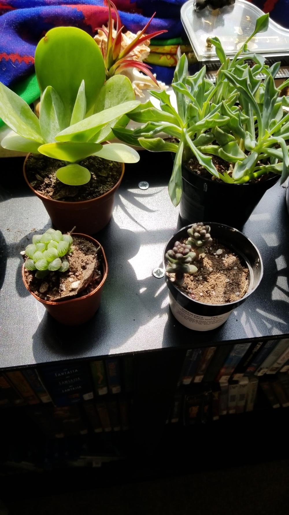 Paddle succulent leaves curling in the Ask a Question forum