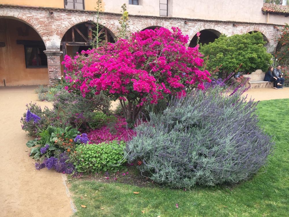 Can anyone identify these plants from Mission San Juan Capistrano? in