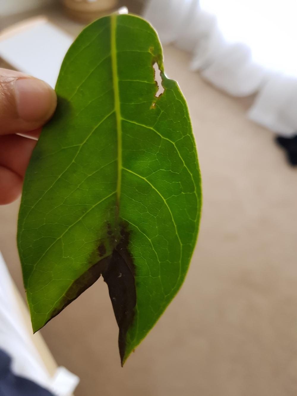 Is misting bad for dwarf umbrella tree ? in the Ask a Question forum