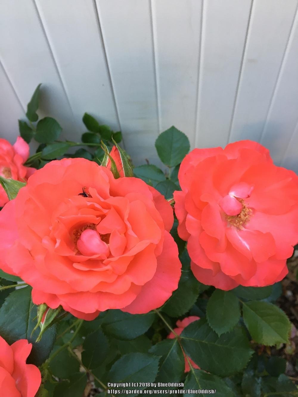 Rose (Rosa 'Marmalade Skies') in the Roses Database