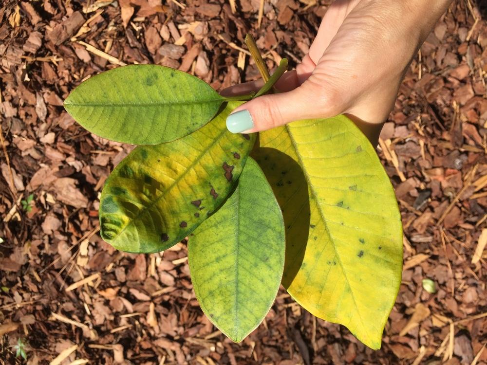 Plumeria Forum Brown Spots On My Plumeria Help Garden Org