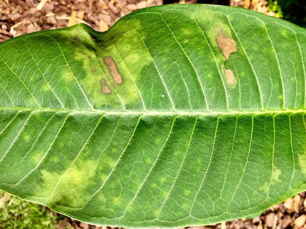 Plumeria Forum Brown Spots On My Plumeria Help Garden Org