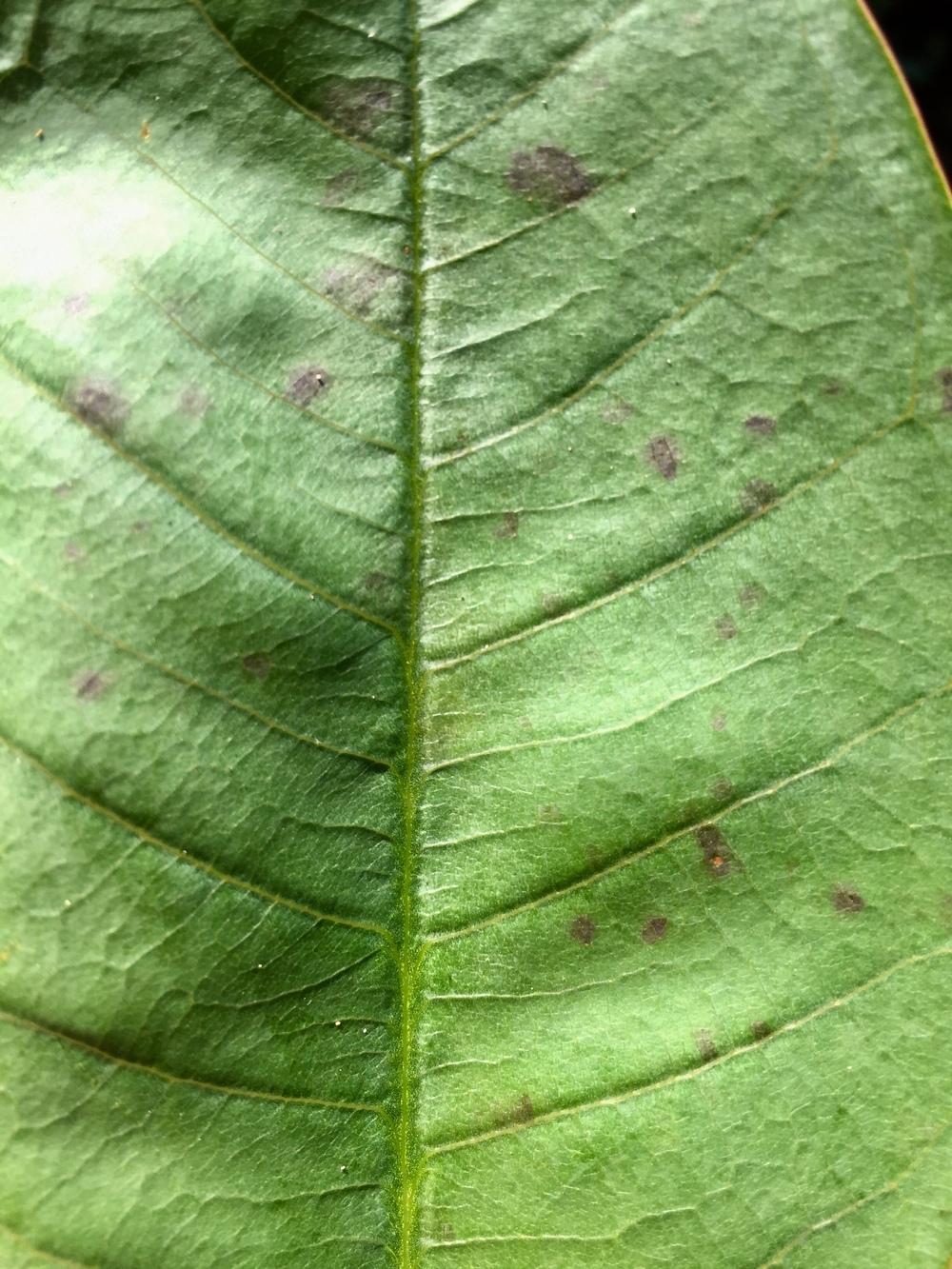 Plumeria Forum Brown Spots On My Plumeria Help Garden Org