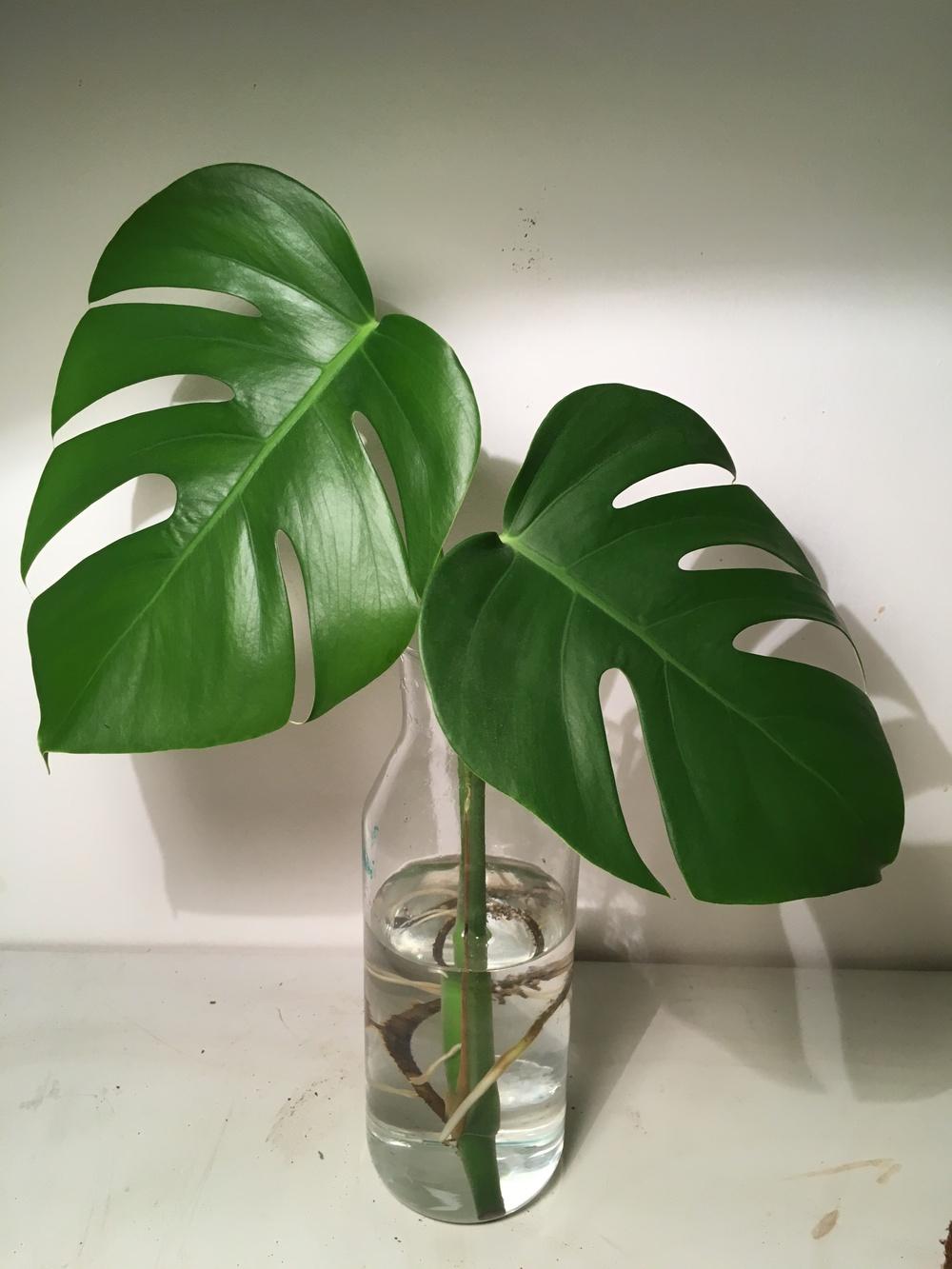 Monstera water propagation strange white things in the Houseplants