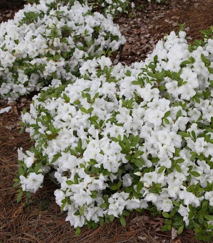 Azalea (Rhododendron Encore® Autumn Angel™) in the Rhododendrons ...