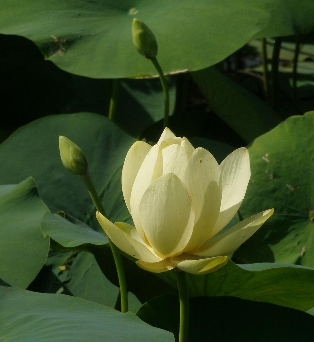 Nelumba lutea aka American Lotus in the Texas Gardening forum