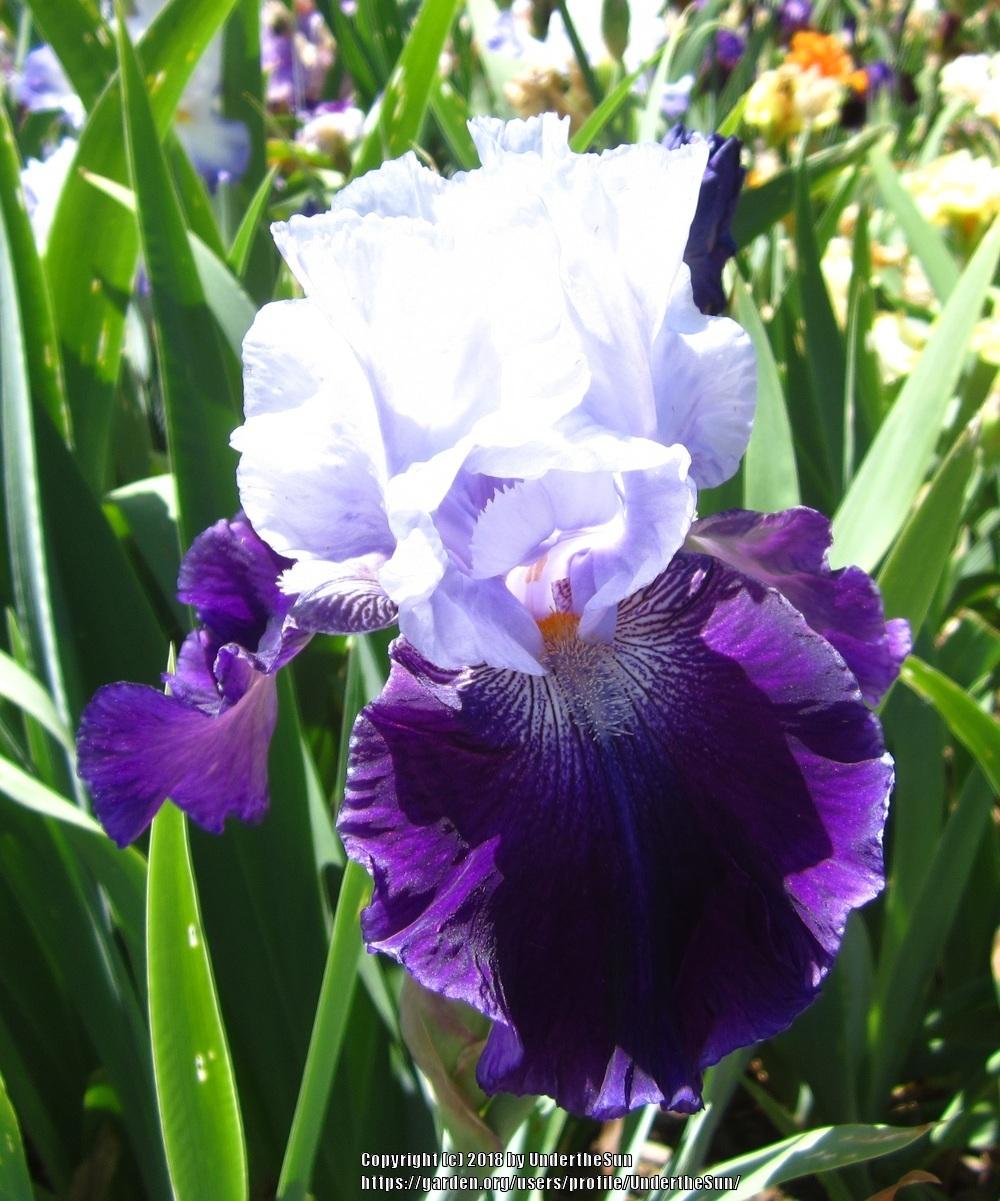 Tall Bearded Iris (Iris 'Noble Knight') in the Irises Database