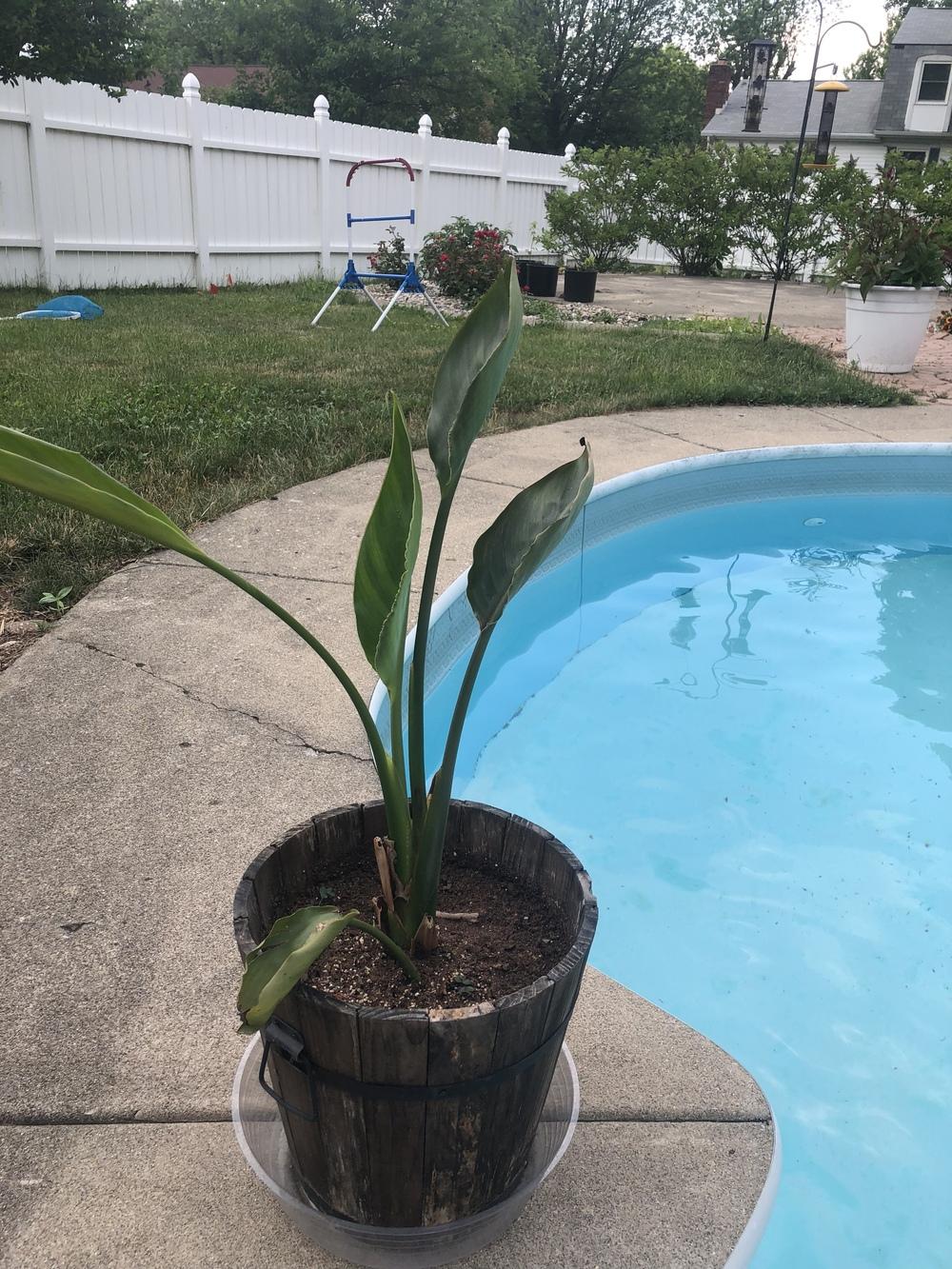 Ask a Question forum→Bird of Paradise - Garden.org