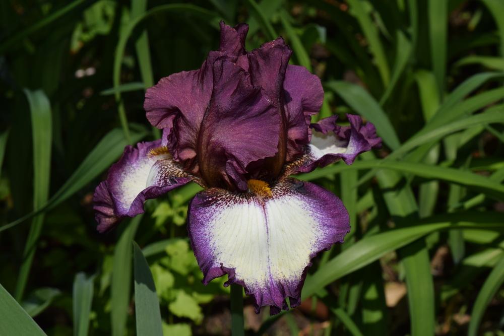 Tall Bearded Iris (Iris 'Jupiter's Rings') in the Irises Database