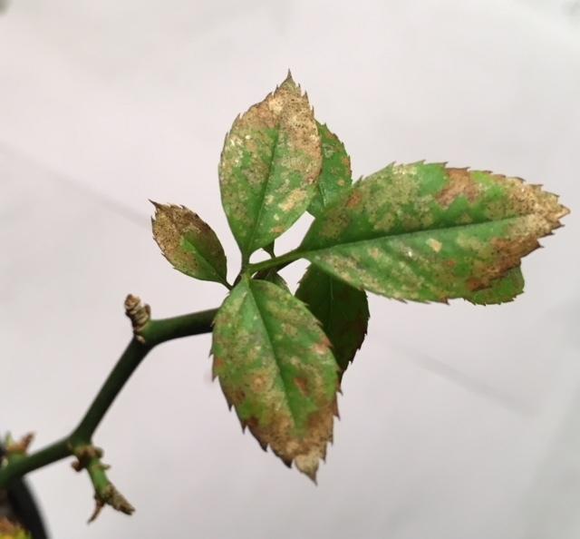 Miniature rose leaves are turning brown/rust colored in the Ask a