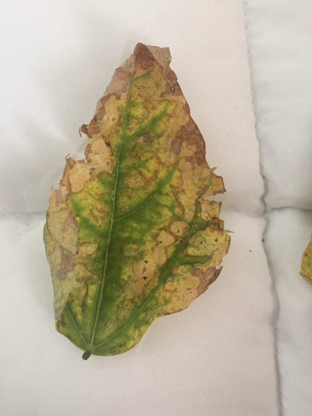 Yellowing bean leaves in the Ask a Question forum