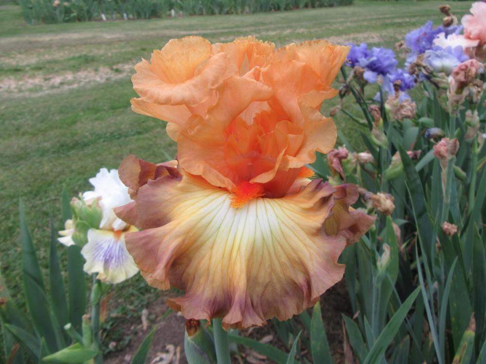 Photo of the bloom of Tall Bearded Iris (Iris 'Sunset Boulevard