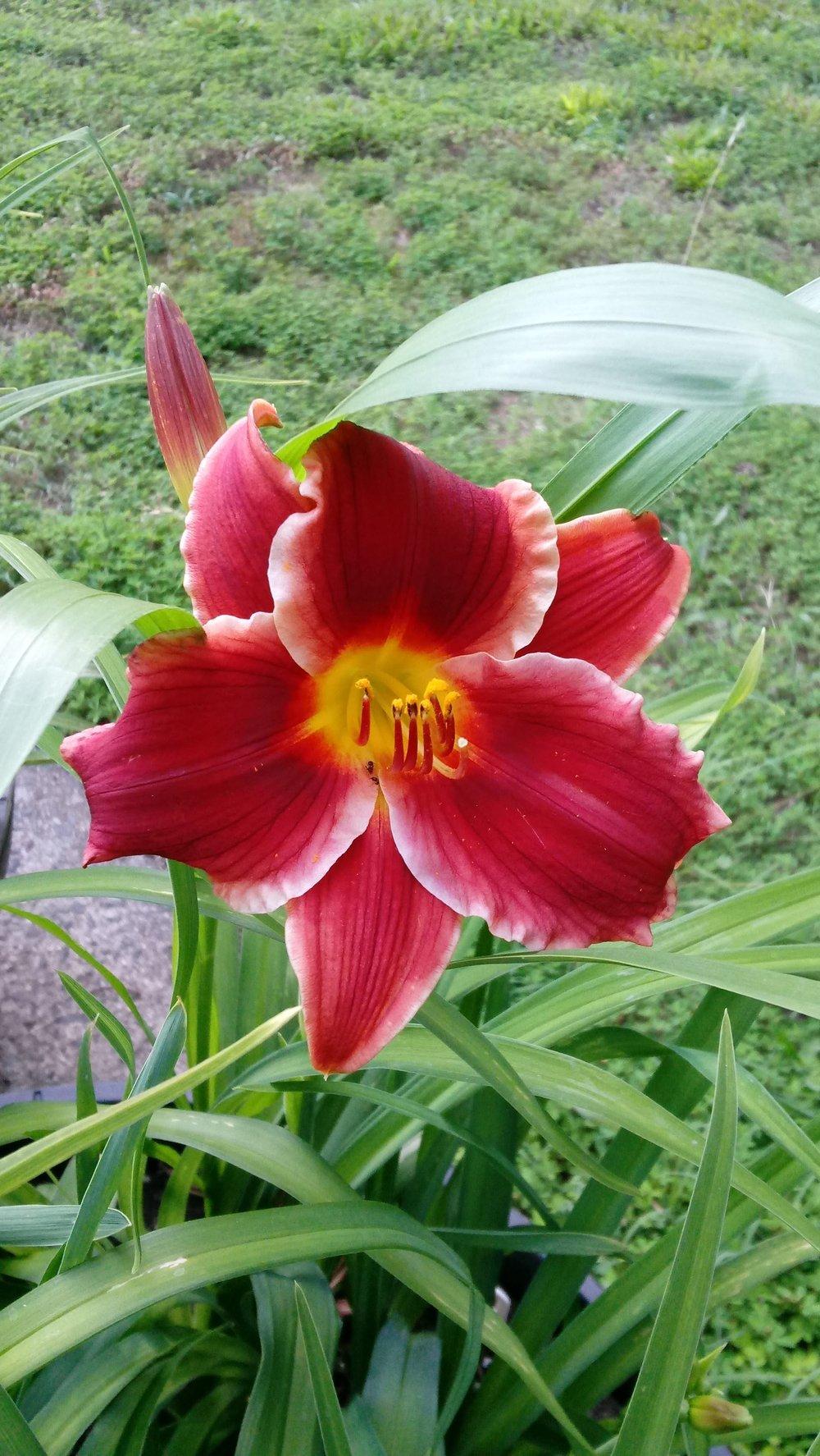Photo of the bloom of Daylily (Hemerocallis 'Pocket Change') posted by