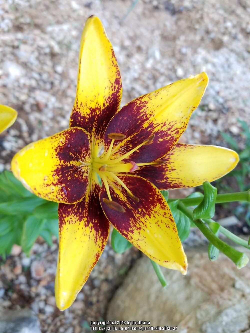 Lily (Lilium 'Cafe Latte') in the Lilies Database