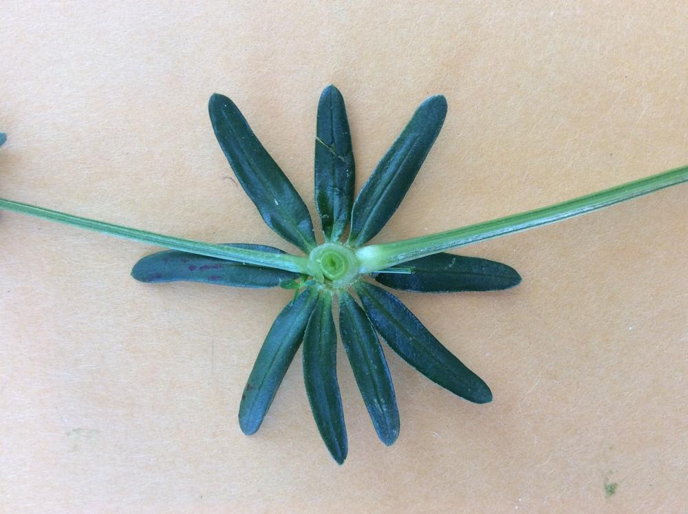 False Baby's Breath (Galium mollugo)