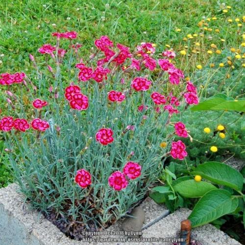 Dianthus 'Unique' in the Dianthus Database