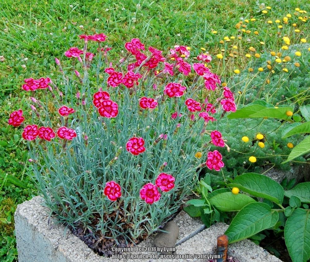 Dianthus 'Unique' in the Dianthus Database