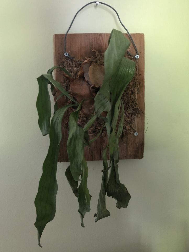 Ask A Question Forum Staghorn Survival New Growth Possible Garden Org