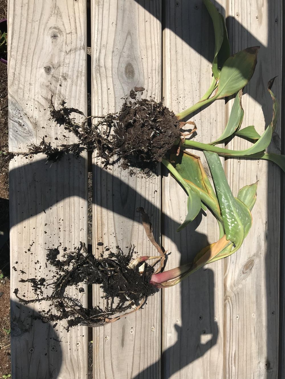 Canna lilies dying in the Ask a Question forum