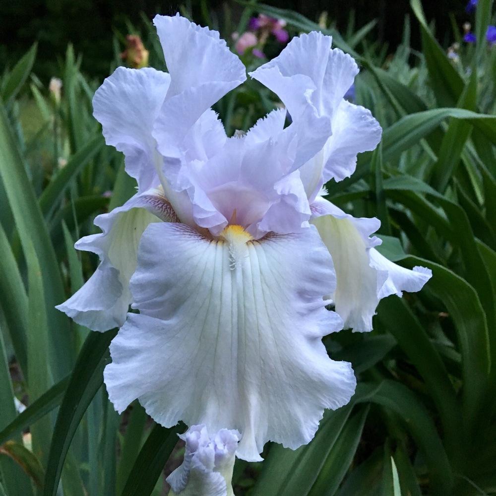 Tall Bearded Iris (Iris 'Victorian Lace') in the Irises Database