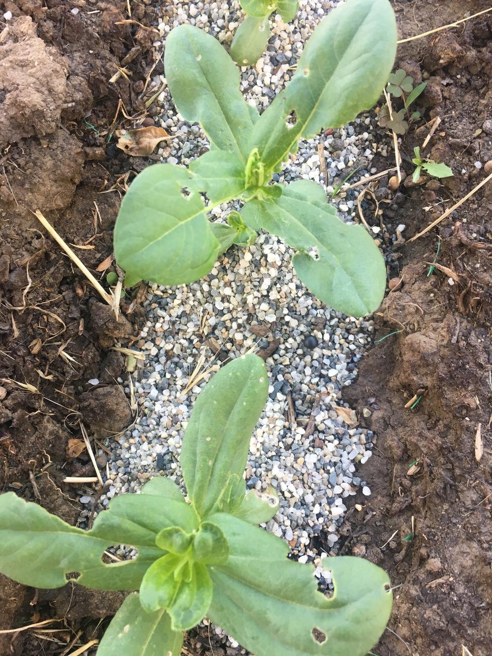 Do cockroaches eat plants? in the Ask a Question forum