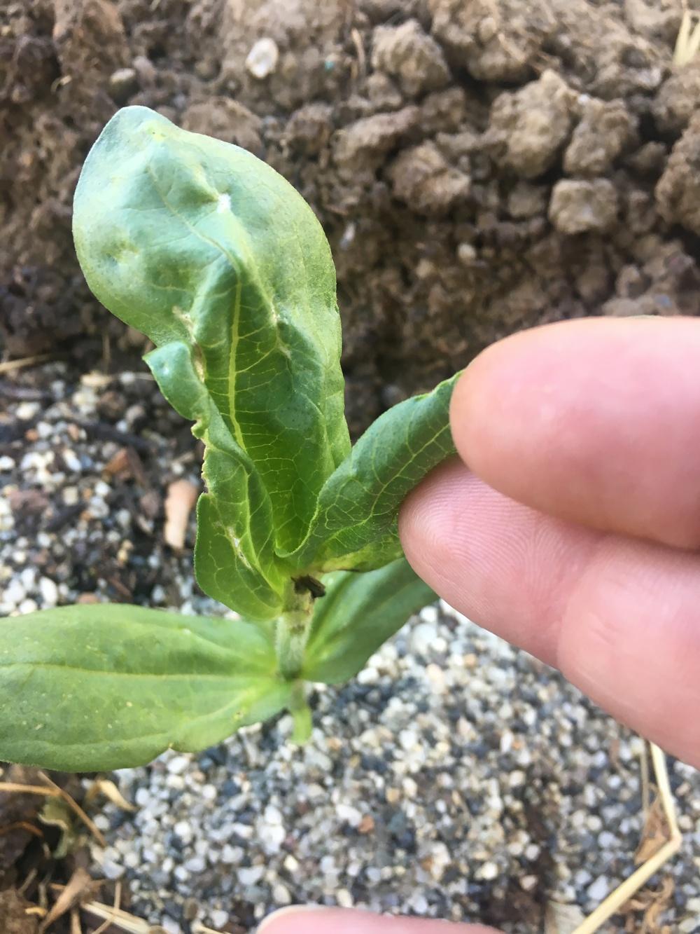 Do cockroaches eat plants? in the Ask a Question forum