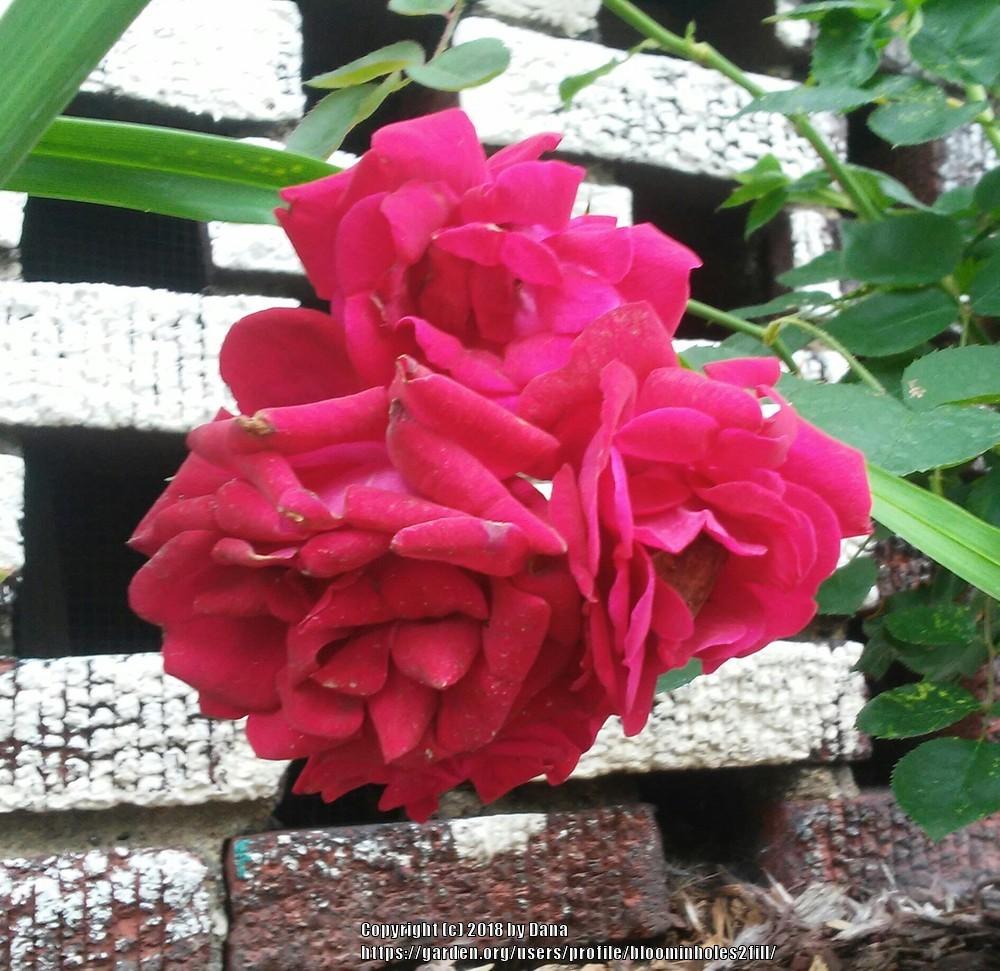 Help! Rose not blooming!!! in the Roses forum