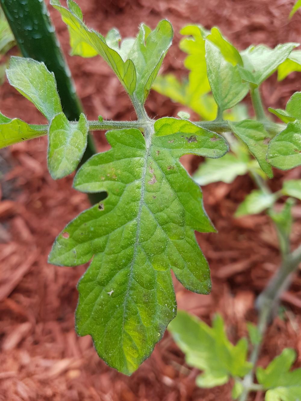 Brown Spots On Tomato Leaves