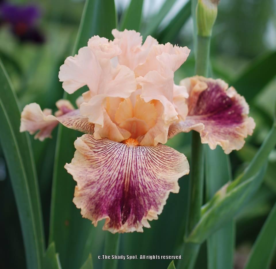 Tall Bearded Iris (Iris 'Peach Royale') in the Irises Database - Garden.org
