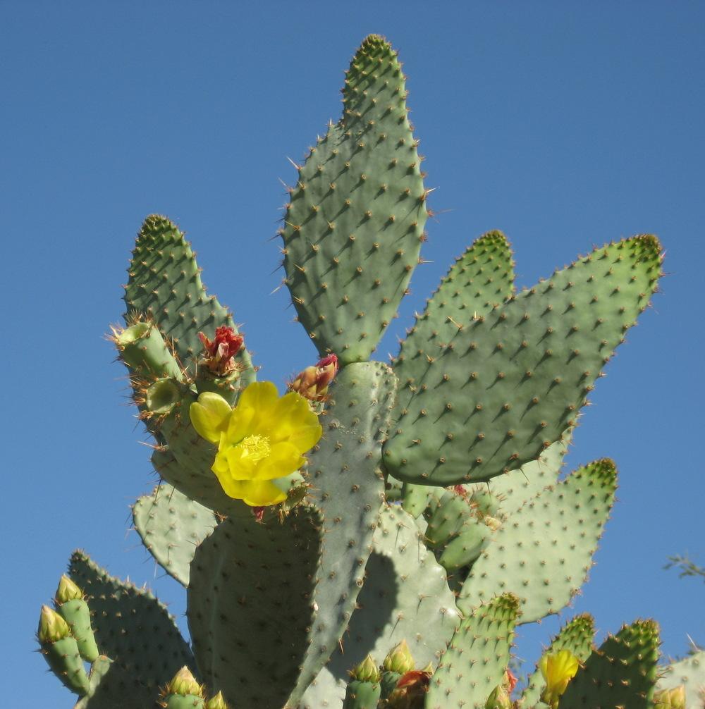 Prickly Pears Plant Care and Collection of Varieties