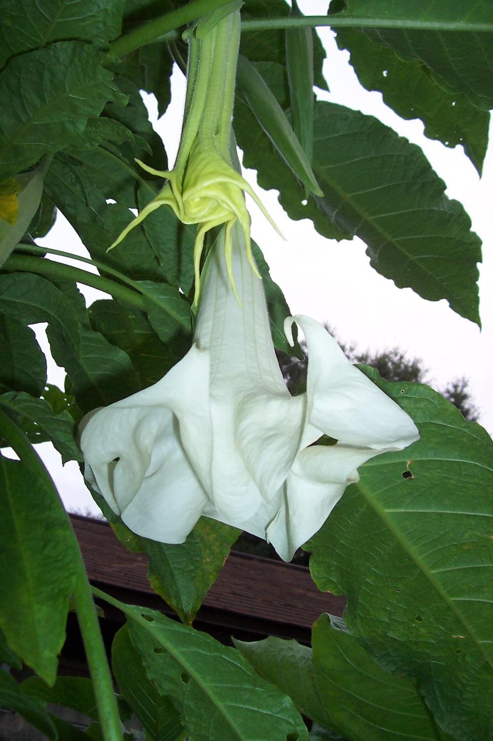 Angel Trumpet (Brugmansia 'Temple Goddess') in the Angel's Trumpets