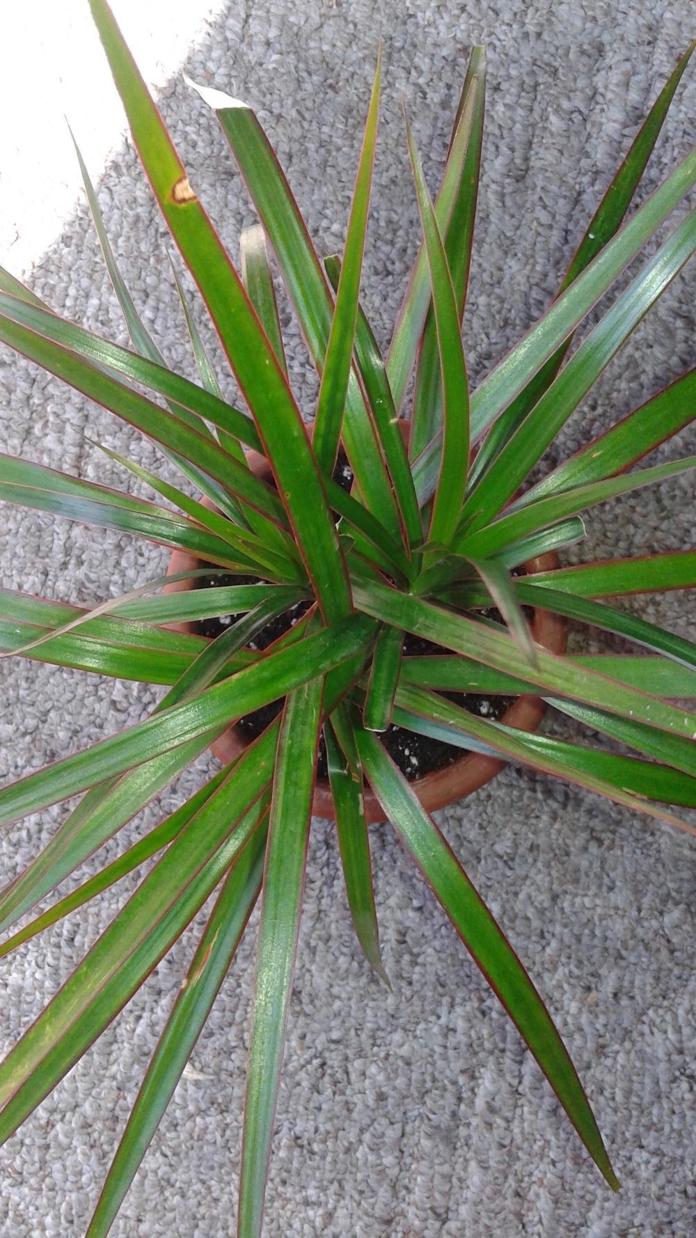 Houseplants Forum Help Dracaena Plant Drooping With Brown Tips Garden Org