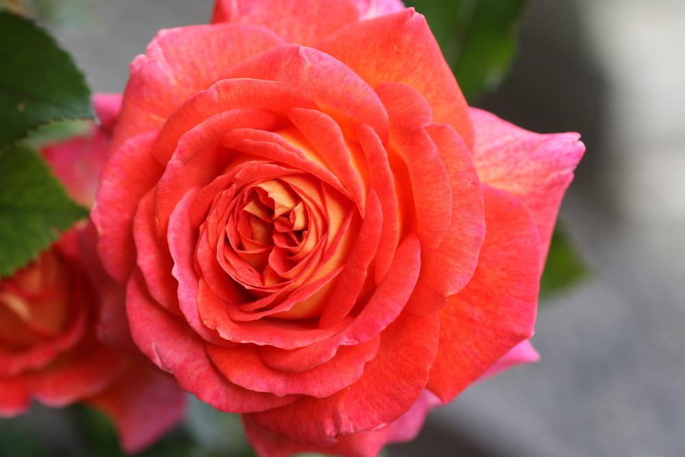 Canadian_Rose's profile