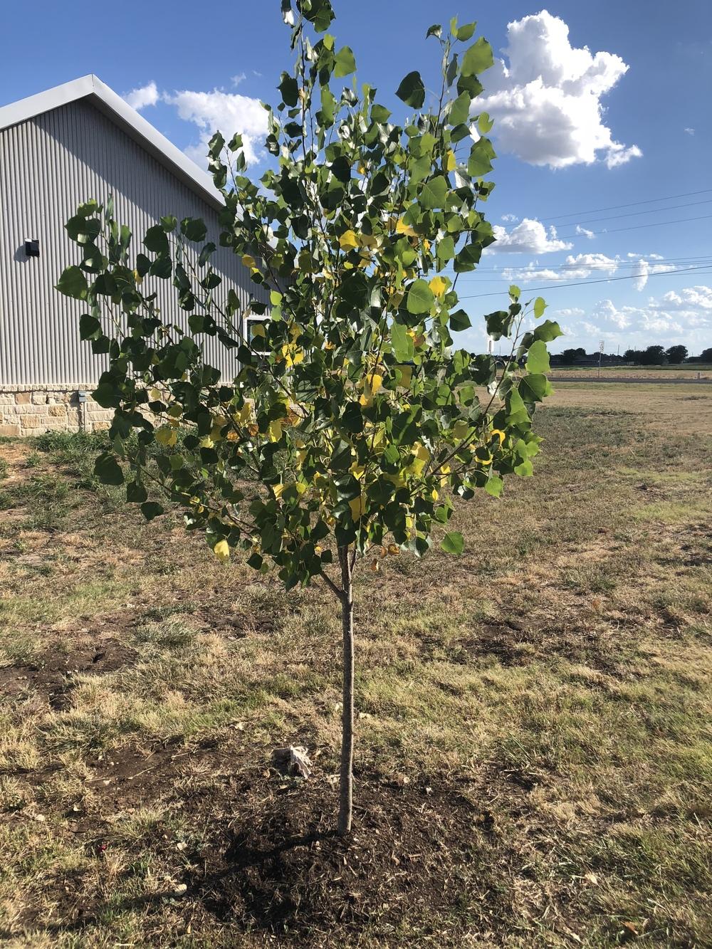 CottonLess Cottonwood Tree in the Ask a Question forum