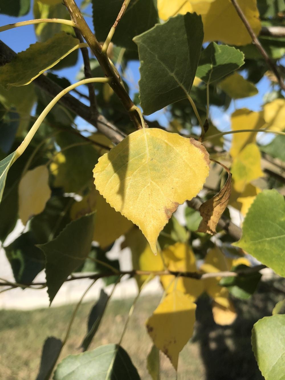 CottonLess Cottonwood Tree in the Ask a Question forum