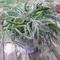 Photo of the entire plant of Dog-Tail Cactus (Deamia testudo) posted by ...