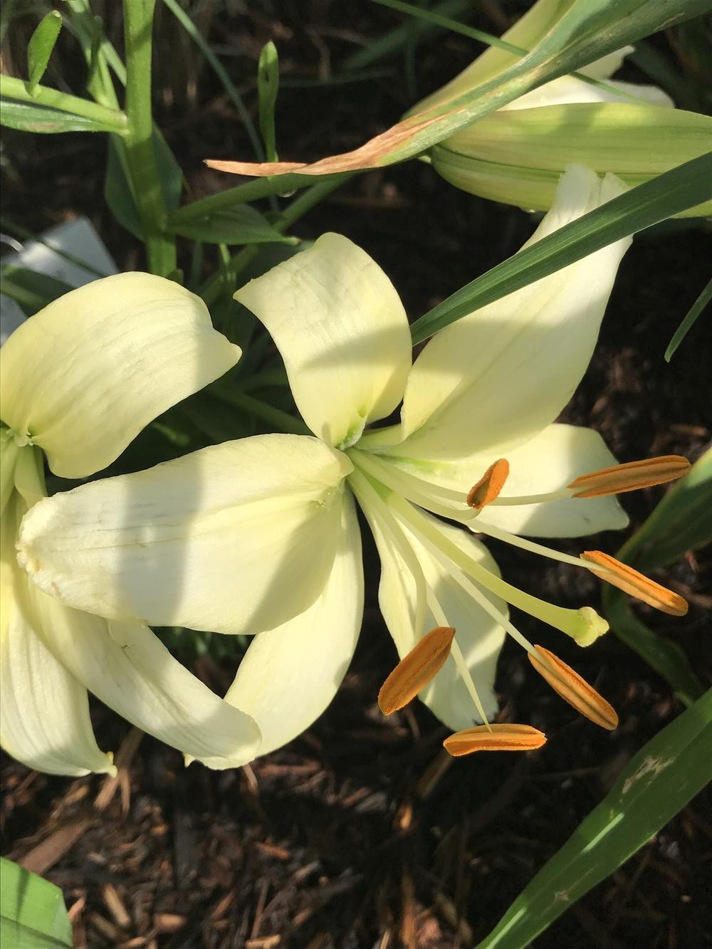 Lily (Lilium 'Pearl Frances') in the Lilies Database - Garden.org