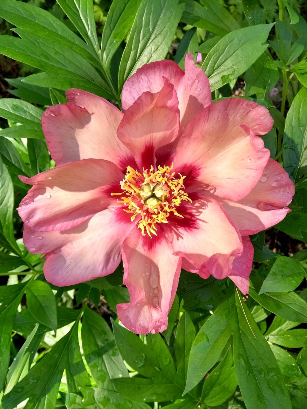 Photo of the bloom of Itoh Peony (Paeonia 'Berry Garcia') posted by