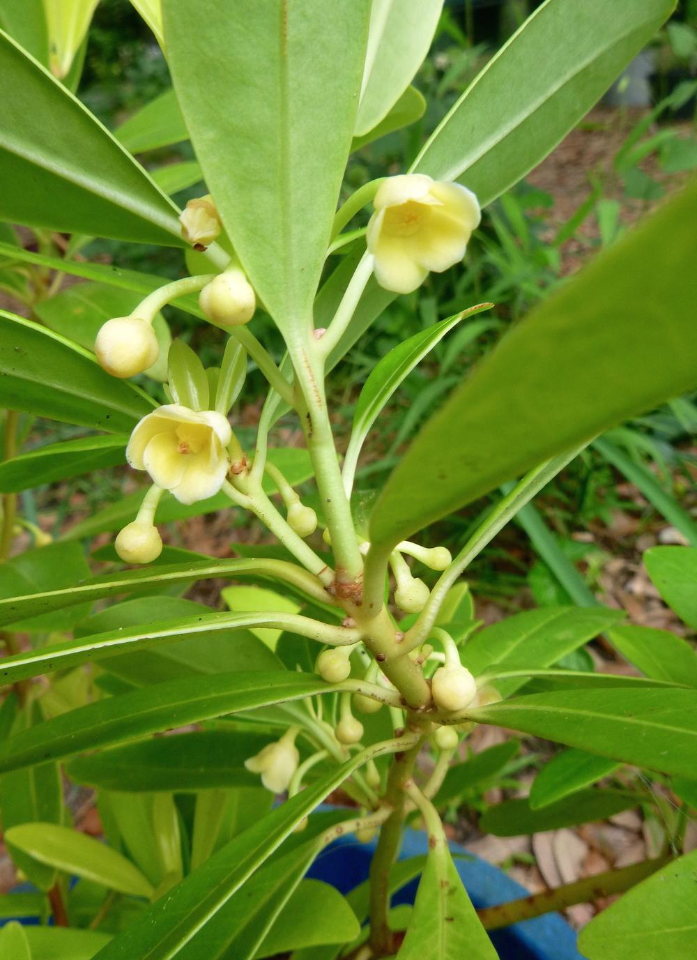 Yellow Anise (Illicium parviflorum 'Florida Sunshine')
