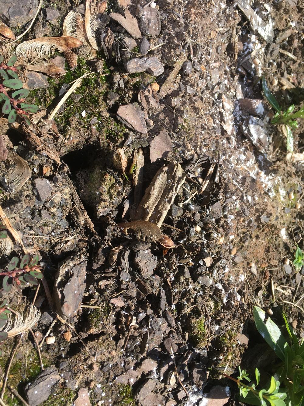 What is eating my vinca? in the Ask a Question forum