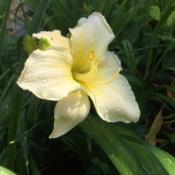 Location: 91154 Roth, GermanyDate: 2018-06-16Here more cream coloured than white.