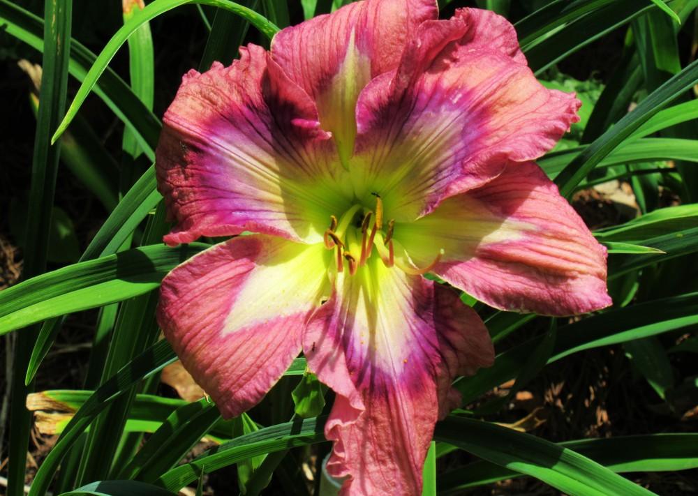 Daylily (Hemerocallis 'Storm Trooper') in the Daylilies Database