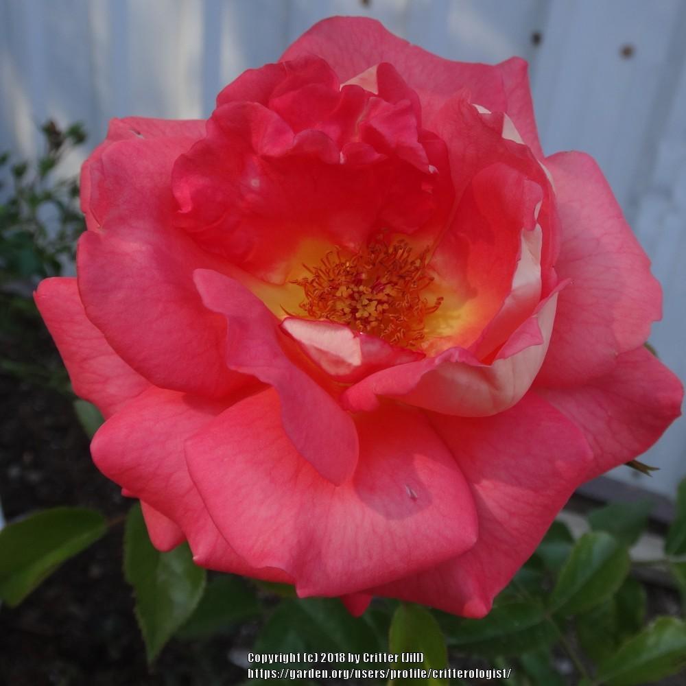 Photo of the bloom of Rose (Rosa 'Summer Sun') posted by critterologist