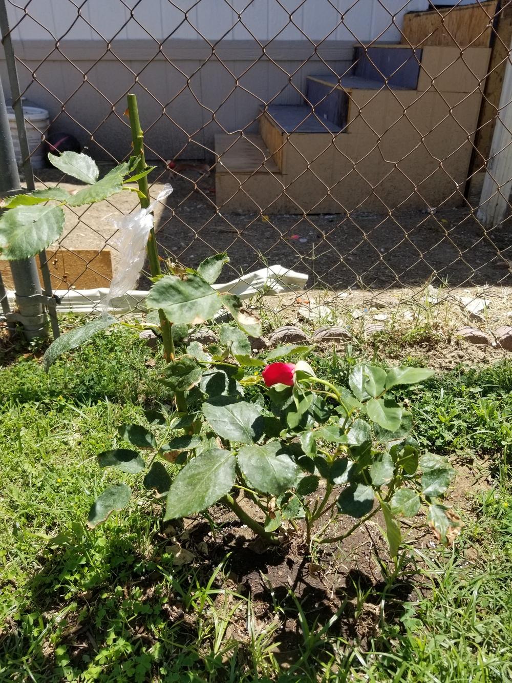 Rose buds wilting in the Ask a Question forum