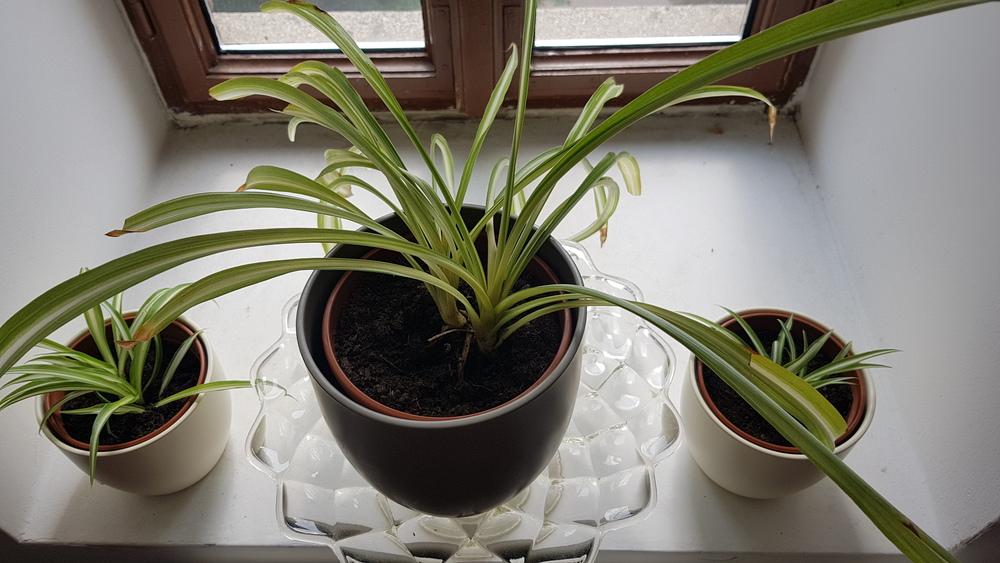Ask a Question forum Spider Plant Kinda Dying
